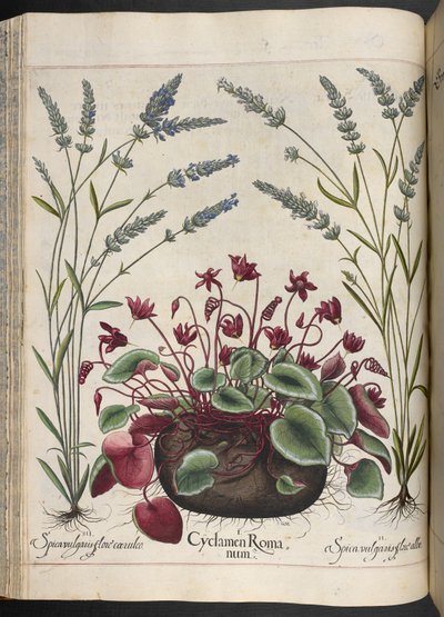 Plate 347: Cyclamen Romanum, fra Hortus Eystettensis, av Basilius Besler av Basilius Besler