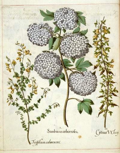Eldstemann, Trillium og Cytisus, fra Hortus Eystettensis av Basilius Besler