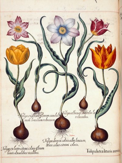 Tulipaner, fra 
