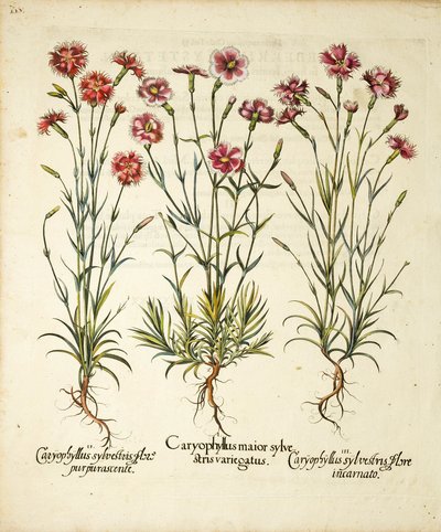 Varianter av Caryophyllus Sylvestris publisert i Hortus Eystettensis, 1613 av Basilius Besler