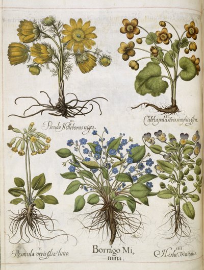 Diverse planter, fra 