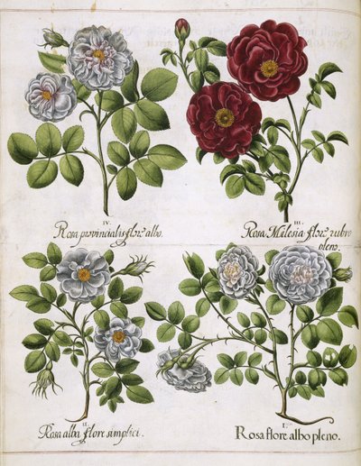 Hvit og rød rose, fra 