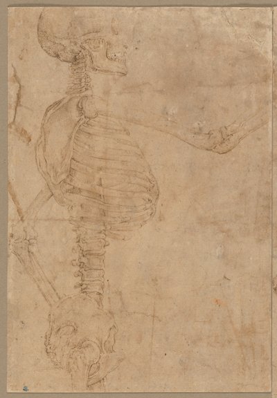 Halvlengde skjelett i profil, tidlig på 1540-tallet. av Battista Franco