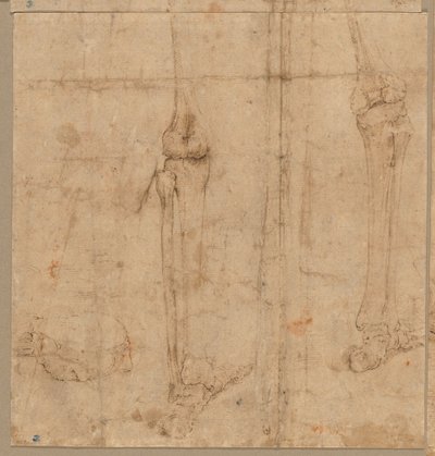Nedre halvdel av skjelettet fra baksiden, tidlig på 1540-tallet. av Battista Franco
