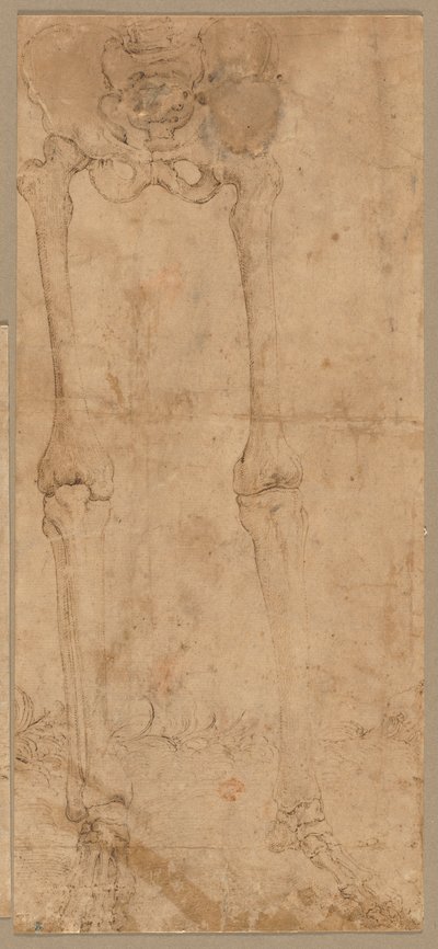 Nedre halvdel av skjelett fra fronten, tidlig på 1540-tallet. av Battista Franco