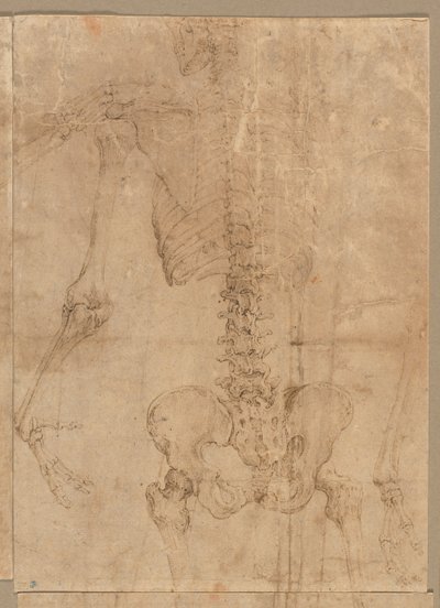 Øvre halvdel av skjelett fra baksiden, tidlig på 1540-tallet. av Battista Franco