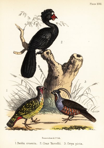 Blodfasan, kurasu og fjellvaktel. 1855 (litografi) av Bauerrichter
