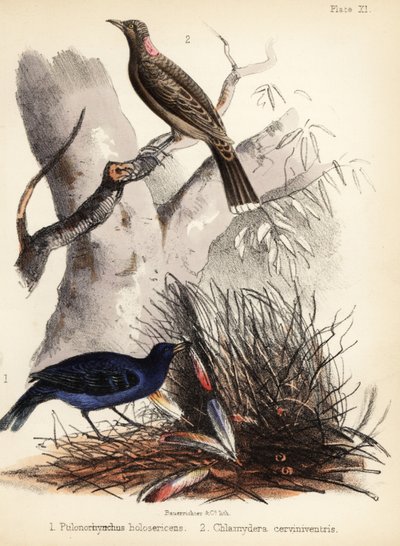 Sateng og fawn-breasted bowerbirds. 1855 (litografi) av Bauerrichter