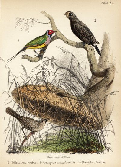 Omgjengelig vever, stor jordfink og Gouldian fink. 1855 (litografi) av Bauerrichter