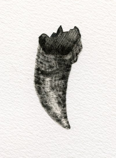 Feline Tooth, 2014, (tregravering på papir) av Bella Larsson