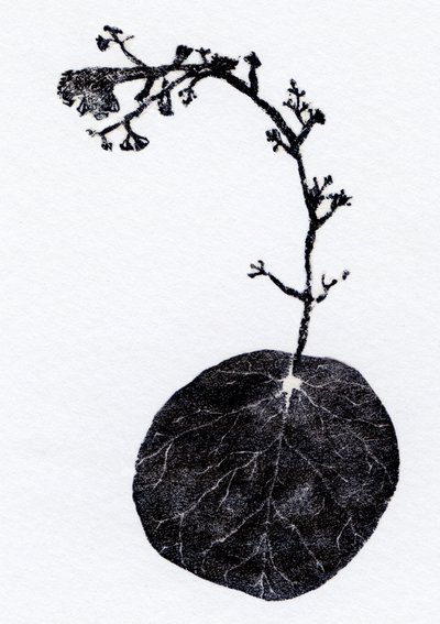 Lichen Leaf, 2014 (Tregravering, collage på papir) av Bella Larsson