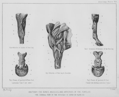 Anatomi, bein, muskler og arterier i forbenet (litho) av Benjamin Herring