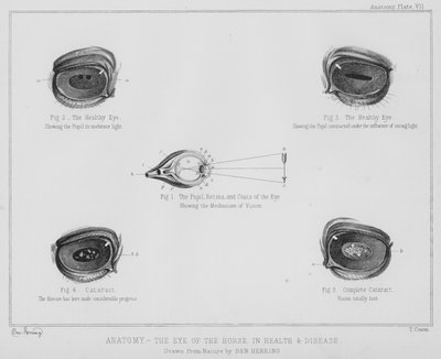 Anatomi, hestens øye, i helse og sykdom (litho) av Benjamin Herring
