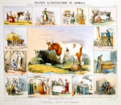 The Cow, c1850 av Benjamin Waterhouse Hawkins