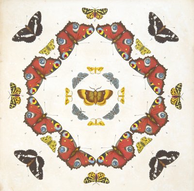 Detalj fra plate 1, fra A Rare Depiction of Butterflies and Moths, pub. 1764 (håndfarget gravering) av Benjamin Wilkes