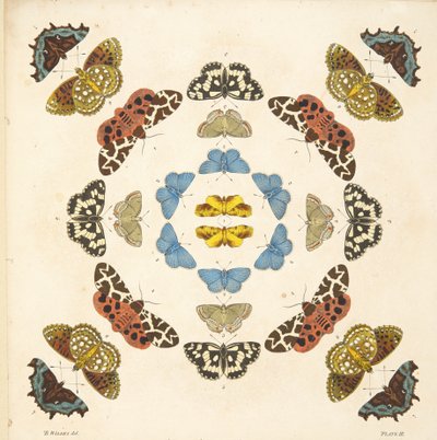 Detalj fra plate III, fra A Rare Depiction of Butterflies and Moths, pub. 1764 (håndfarget gravering) av Benjamin Wilkes