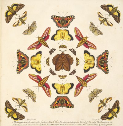 Detalj fra plate IX, fra A Rare Depiction of Butterflies and Moths, pub. 1764 (håndfarget gravering) av Benjamin Wilkes