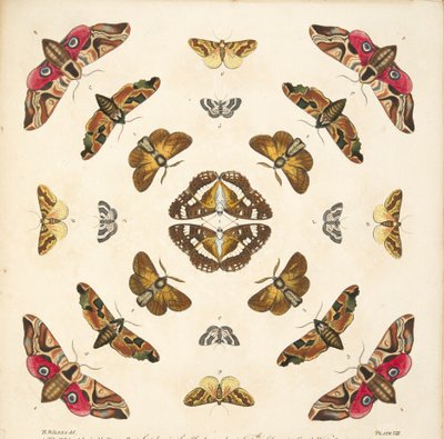 Detalj fra plate VIII, fra A Rare Depiction of Butterflies and Moths, pub. 1764 (håndfarget gravering) av Benjamin Wilkes