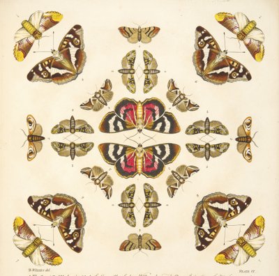 Detalj fra plate VI, fra A Rare Depiction of Butterflies and Moths, pub. 1764 (håndfarget gravering) av Benjamin Wilkes