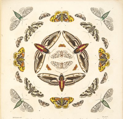Detalj fra plate V, fra A Rare Depiction of Butterflies and Moths, pub. 1764 (håndfarget gravering) av Benjamin Wilkes