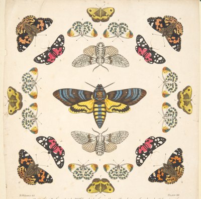 Detalj fra plate XII, fra A Rare Depiction of Butterflies and Moths, pub. 1764 (håndfarget gravering) av Benjamin Wilkes