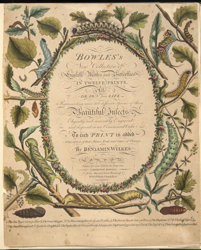 Frontispice, fra A Rare Depiction of Butterflies and Moths, pub. 1764 (håndfarget gravering) av Benjamin Wilkes