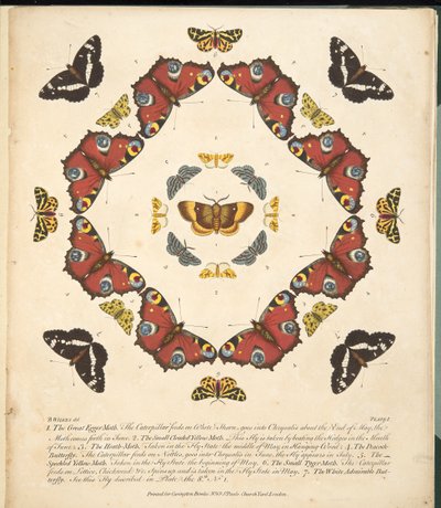 Plate 1, fra A Rare Depiction of Butterflies and Moths, pub. 1764 (håndfarget gravering) av Benjamin Wilkes