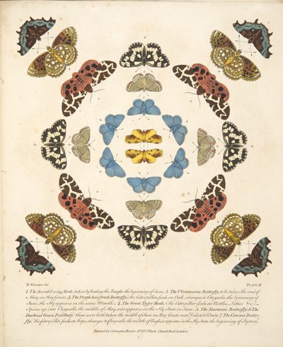 Plate III, fra A Rare Depiction of Butterflies and Moths, pub. 1764 (håndfarget gravering) av Benjamin Wilkes