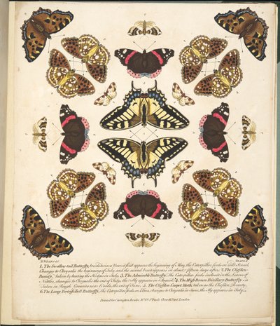 Plate II, fra A Rare Depiction of Butterflies and Moths, pub. 1764 (håndfarget gravering) av Benjamin Wilkes