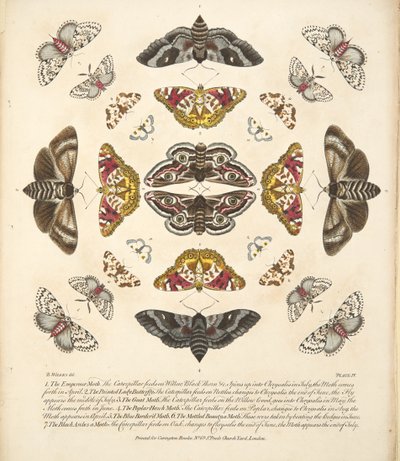 Plate IV, fra A Rare Depiction of Butterflies and Moths, pub. 1764 (håndfarget gravering) av Benjamin Wilkes