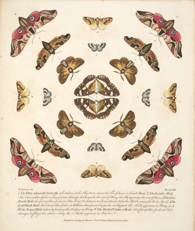 Plate VIII, fra A Rare Depiction of Butterflies and Moths, pub. 1764 (håndfarget gravering) av Benjamin Wilkes