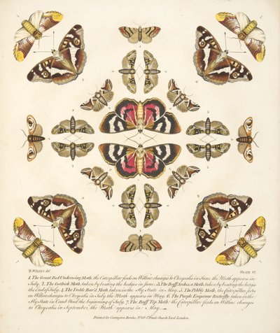 Plate VI, fra A Rare Depiction of Butterflies and Moths, pub. 1764 (håndfarget gravering) av Benjamin Wilkes