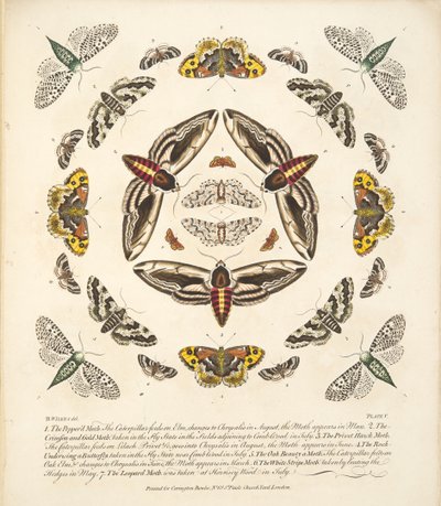 Plate V, fra A Rare Depiction of Butterflies and Moths, pub. 1764 (håndfarget gravering) av Benjamin Wilkes