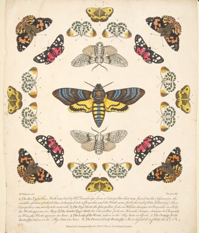 Plate XII, fra A Rare Depiction of Butterflies and Moths, pub. 1764 (håndfarget gravering) av Benjamin Wilkes