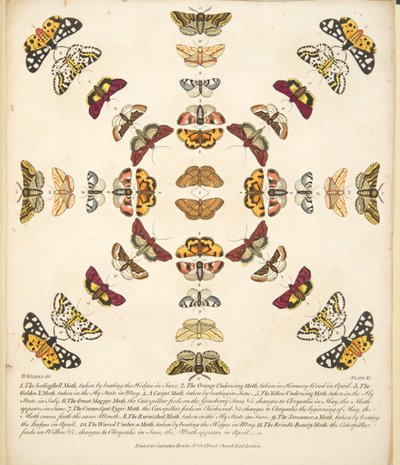 Plate XI, fra A Rare Depiction of Butterflies and Moths, pub. 1764 (håndfarget gravering) av Benjamin Wilkes