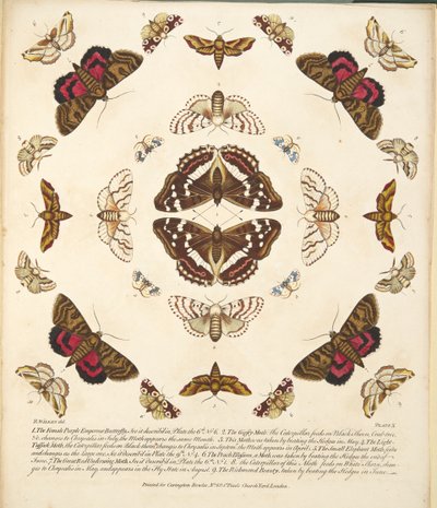 Plate X, fra A Rare Depiction of Butterflies and Moths, pub. 1764 (håndfarget gravering) av Benjamin Wilkes