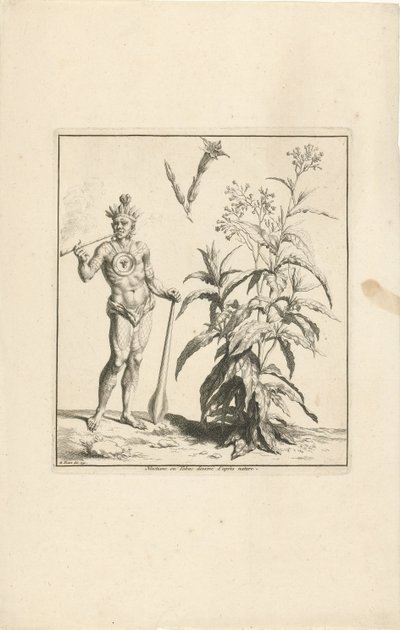 Tobakksplante og innfødt innbygger i Amerika Nicotiana eller Tabac dessine d