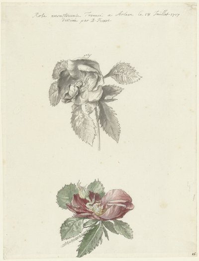 Studieark med rose av Bernard Picart