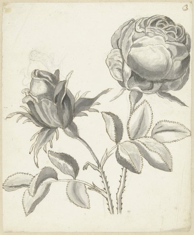 To roser av Bernard Picart