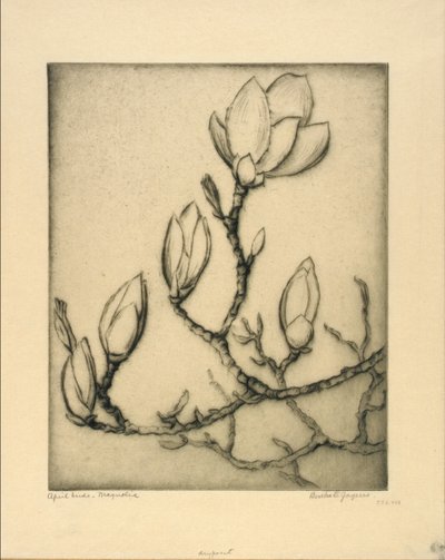 Aprilknopper – Magnolia av Bertha E. Jaques