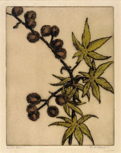 Castorbønne av Bertha E. Jaques
