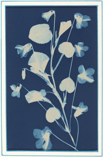 Uten tittel, c. 1900. av Bertha Evelyn Jacques