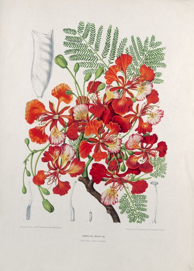 Poinciana Regia, illustrasjon fra Selected Flowers, Fruits and Foliages of the Flora and Pomona of the Island of Java, gravert av G. Severeyns, 1885 (farget kromolitografi) av Berthe Hoola van Nooten