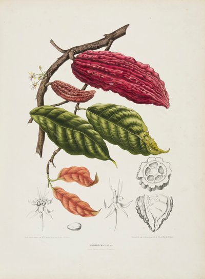 Theobroma, kakaotre, c1840-1890. av Berthe Hoola van Nooten