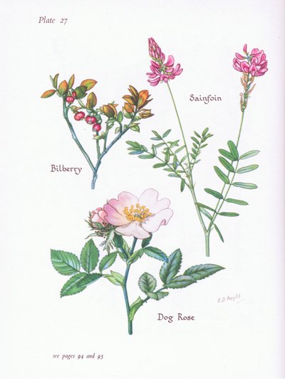 Blåbær eller blåbær, Dog Rose, Sainfoin, 1951 av Bessie D. Inglis