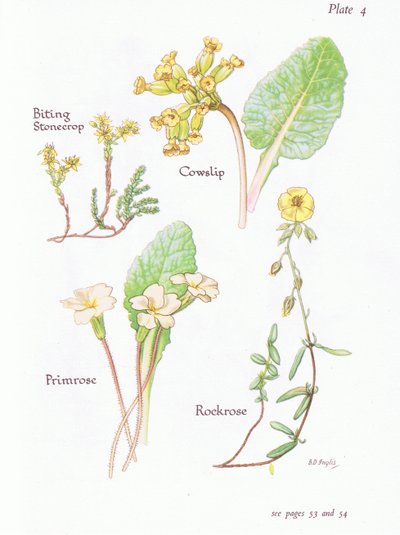 Bitende steinurt eller veggpepper, kuslip, steinrose, primula, 1951 av Bessie D. Inglis
