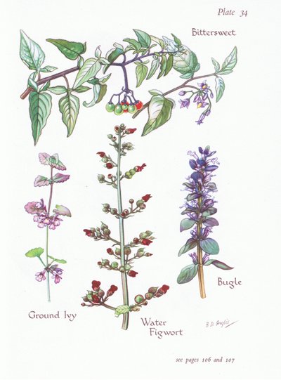 Bittersøt, malt eføy, bugle, vannfikenurt, 1951 av Bessie D. Inglis