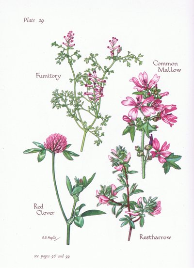 Mallow, Restharrow, Fumitory, Rødkløver, 1951 av Bessie D. Inglis
