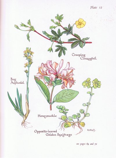Creeping Cinquefoil, Myr Asphodel, Honeysuckle or Woodbine, Opposite -Leaved Golden Saxifrage, 1951 av Bessie D. Inglis