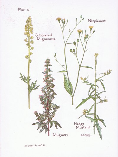 Avskåret mignonette, bynke, brystvort, hekk sennep, 1951 av Bessie D. Inglis